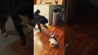 😂😂 Most Wanted Funny Cats #00126 #shorts #shortsvideo #viral