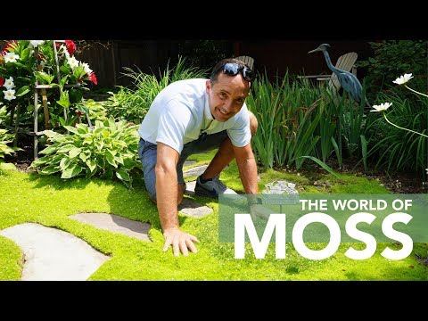Video: Gutter Moss Garden Idéer – Hur man odlar en myrträdgård under ett stuprör