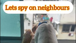 Curious Cat🐱&🐶Dog Loves To👀Spy On Neighbours🤣🤣 | Nothing can stop✋them from spying on people👨‍👩‍👧‍👧