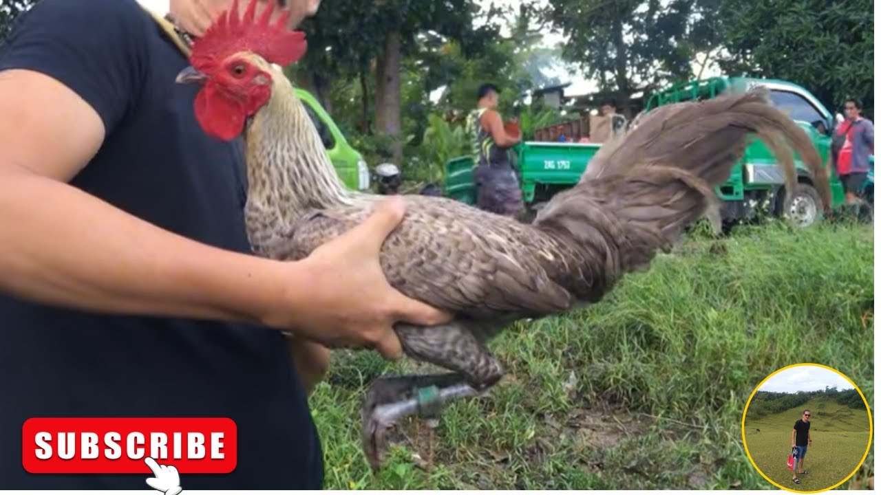 UMAGANG KAY GANDA SA MANTALUNGON CEBU