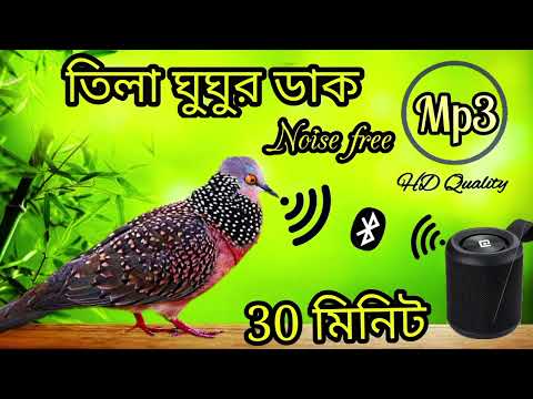 ঘুঘু পাখির ডাক দেশি❤️🔥spotted dove sound mp3/dove birds sound/gugu pakir dak. #birdsounds #bmmedia1