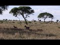 Lioness Fails To Catch Zebra