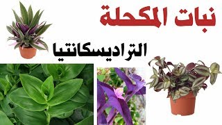 نباتات الزينة -  سهلة للمبتدئين (المكحلة. نبات المكحلة الخضراء أو  تراديسكانتيا) Tradescantia