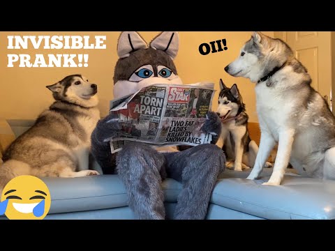 ignoring-prank-on-my-huskies-whilst-dressed-as-a-husky!-[try-not-to-laugh]