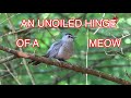 Catbird Vocalizations: NARRATED