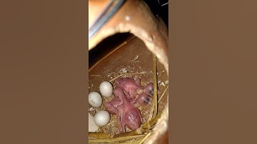 White java chicks by akash