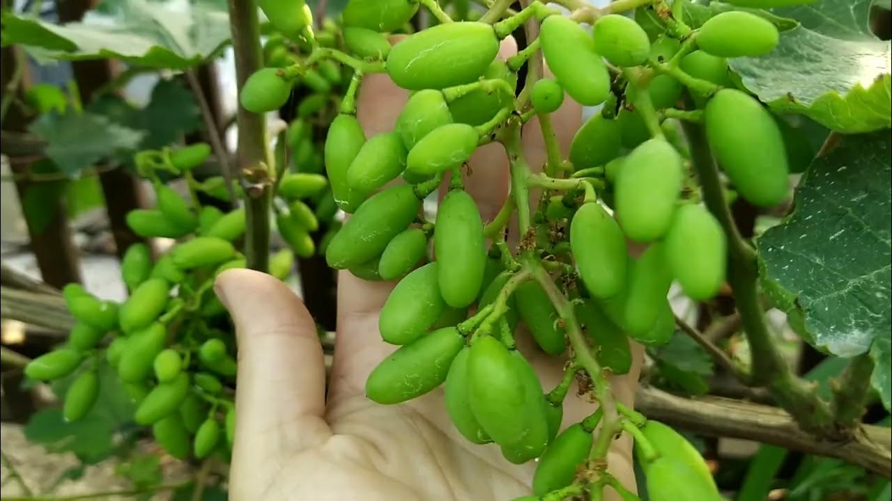 Plant Nutrition Npk Compound Fertilizer For Soils - Buy Agricultural Npk12-0-3 F