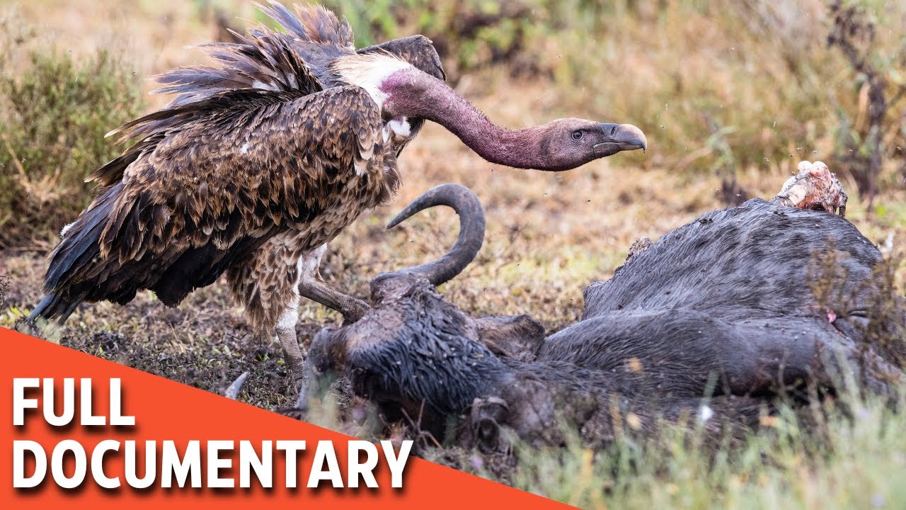 BIRD OF DEATH | Vulture’s Dark Legacy | Predator Planet