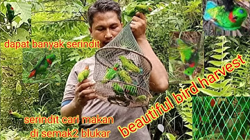 MEMIKAT BURUNG SERINDIT di SEMAK-SEMAK BELUKAR !! BEAUTIFUL BIRD HARVEST !! BIRD TRAP