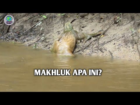 Video: Kursi Banquete untuk Anak-Anak