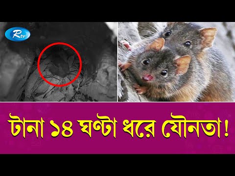 ভিডিও: ওয়েল্ডিং ইউনিট: ওভারভিউ, প্রকার, বৈশিষ্ট্য, বর্ণনা এবং পর্যালোচনা