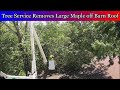 Tree service removes large maple tree off of barn roof
