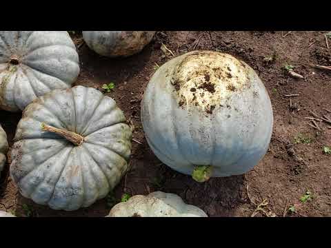 Video: A Peb viv ncaus vaj - Taum, pob kws & Squash - Gardening Know How