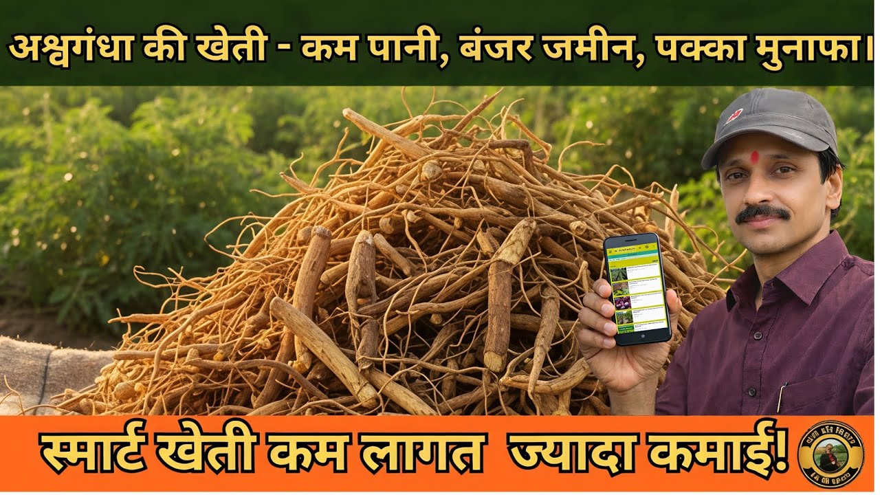 Ashwagandha Farming: बंजर जमीन से लाखों की कमाई | Low Cost High Profit Farming 2026