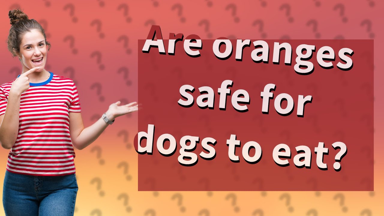 Are oranges safe for dogs to eat? YouTube