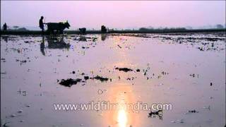 Ancient farming process - Farmer ploughing paddy fields with bullocks, West Bengal