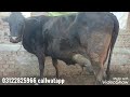 3 imported cow for sale 1&#39;2 ,2023 in the Tashill depalpor district okara in the panjab pakistan on..