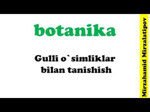 Video: Gulli Butalar