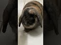 No sound, just the little noise of him eating his favorite thing! BANANA #rabbit #bunny #pets #life