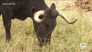 Desde Teruel hasta Jaén al ritmo de más de 300 vacas - Ancha es CLM - CMM