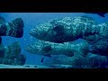 Amazing diving with Goliath Groupers in Florida