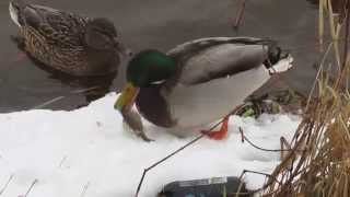 Didžiosios anties laimikis / Mallard's catch.