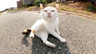 【猫島】足にスリスリしてくる三毛猫の手を踏んでしまった結果・・・
