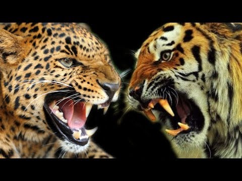 Video: Perbedaan Antara Macan Dan Macan Tutul