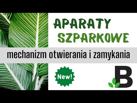 Wideo: W ciągu dnia, kiedy aparaty szparkowe są otwarte, czy liść jest?