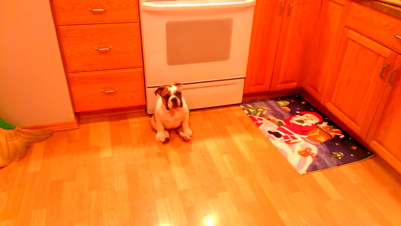 Cute English Bulldog birthday puppy paradise