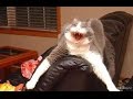 Funny crazy cat videos  - Compilation 2016