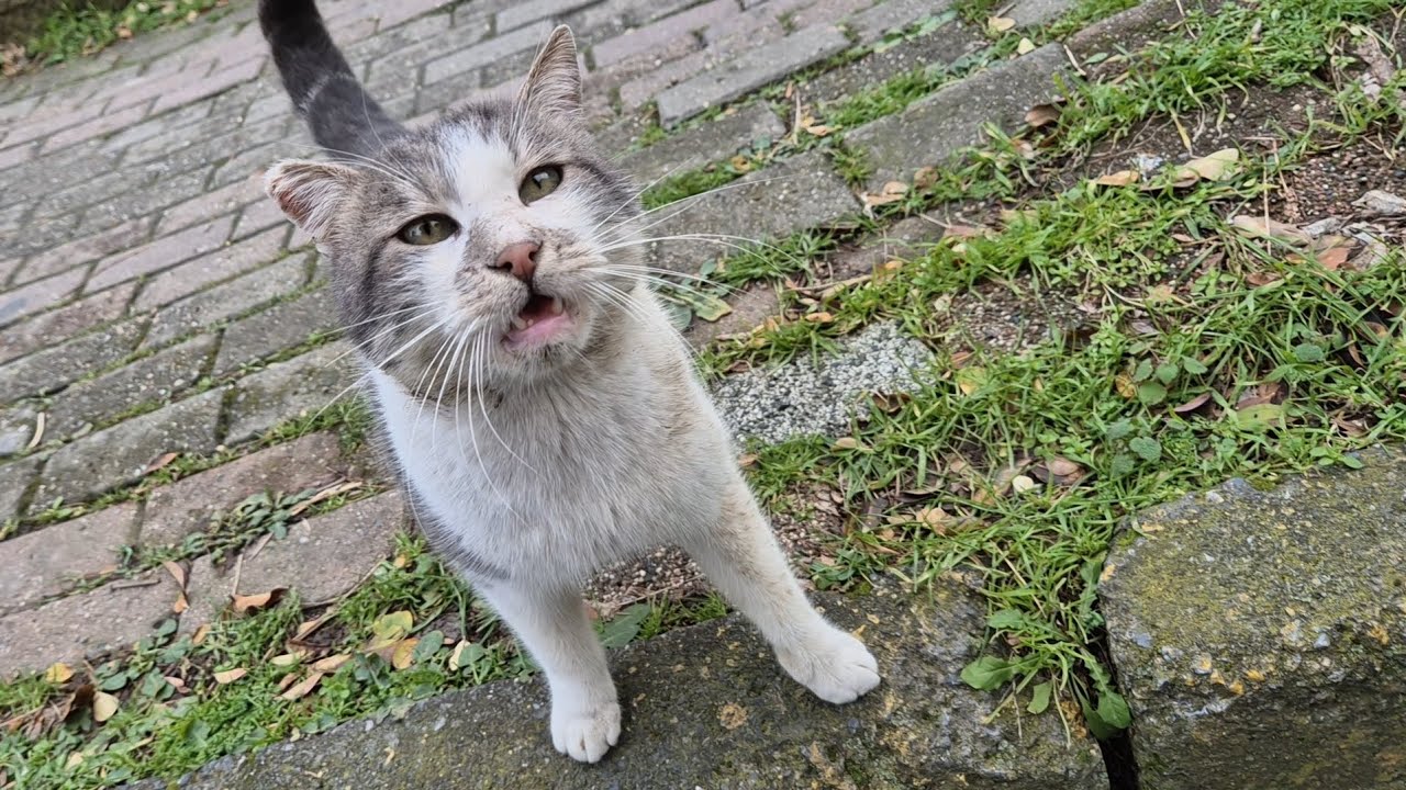 The male cat is very cute, but he has made a mess everywhere.
