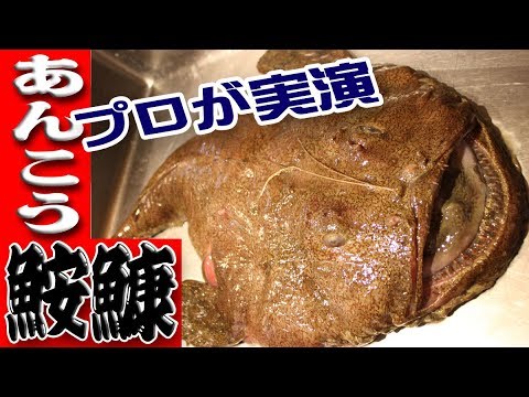 アンコウ 鮟鱇 の捌き方 吊るし切り Angler 能登産4 5キロ Goproで撮影 Youtube アンコウ 鮟鱇 の捌き方 吊るし切り Angler 能登産4 5キロ Goproで撮影 Youtube