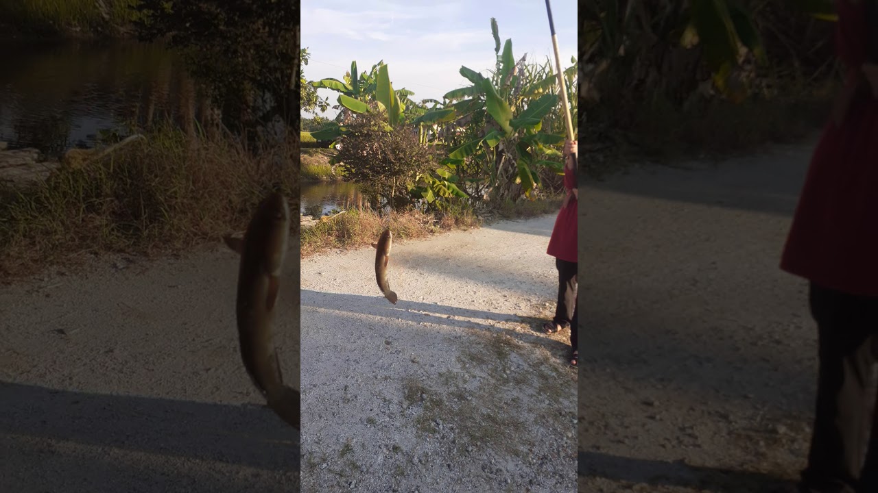 MEMANCING HARUAN D PARIT SG LEMAN SEKINCHAN