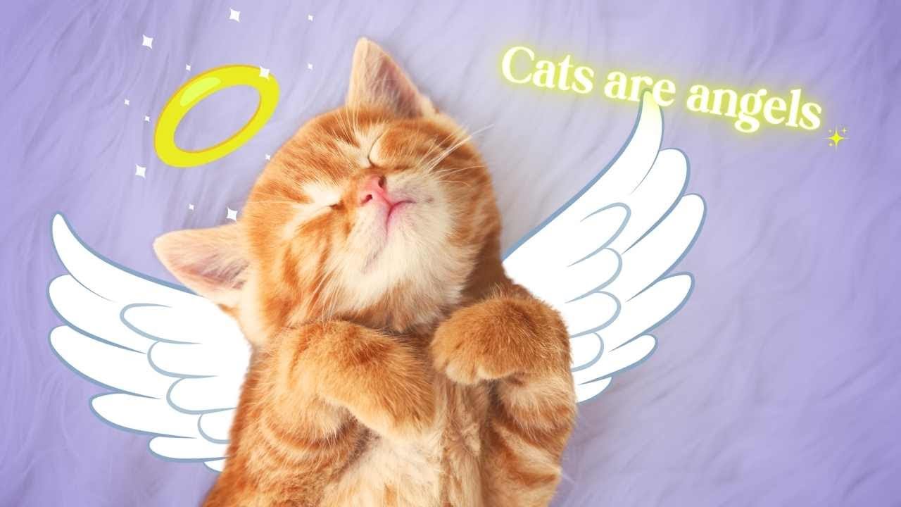 10 Reasons Why Getting a Cat Will Make Your Life Happier Every Day – From a Cat Hater to lover’s POV