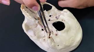 VISTA INFERIOR DO CRÂNIO - Anatomia do Sistema Ósseo