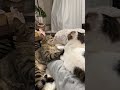 牽制される弟にゃんこ