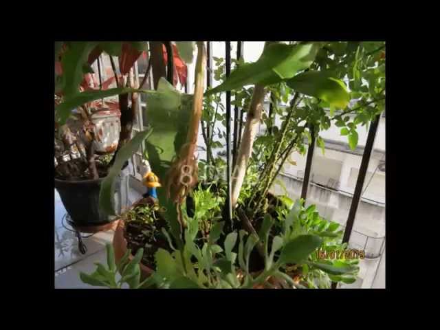 Dama de noche, la flor que dará alegría a tu balcón  Bezzia