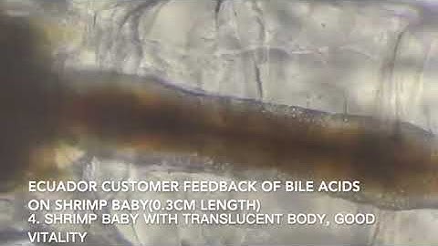 Shrimp feed additive of bile acids functions on shrimp hatchery farm