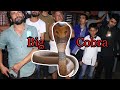 "Biggest COBRA" I Ever Rescued | Monocled Cobra | Lekhnath | Pokhara | Rohit Giri |