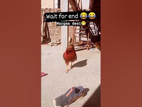 Desi Murgaa ka sath skame ho gia 😆😂 giaa#viral#shorts #trending #