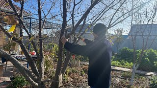 видео: Күзде жеміс ағаштарын кесу Ағаш бұталарын қысқарту картинка: Күзде жеміс ағаштарын кесу Ағаш бұталарын қысқарту