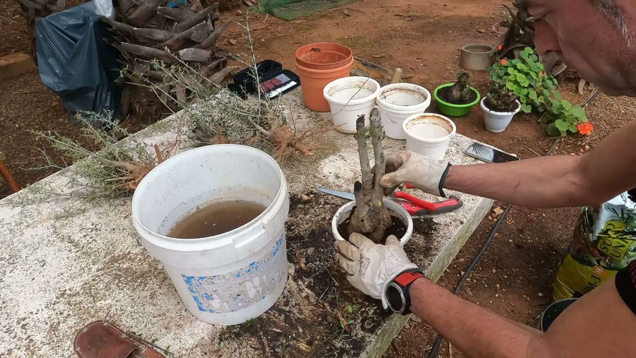 COMO HACER UN OLIVO BONSAI 3 #plantas #bonsai #beautiful #decoration #beautiful #formation