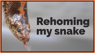 Why I'm Rehoming a Pet Reptile for the First Time