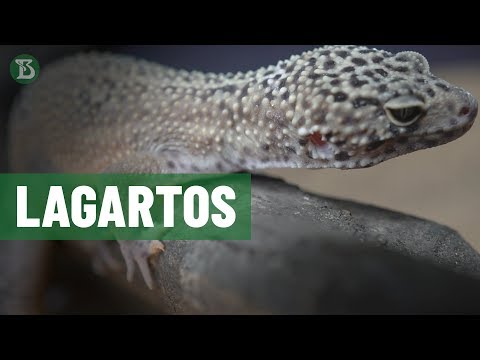 Vídeo: Controle de lagartos em jardins - Como se livrar de lagartos na paisagem