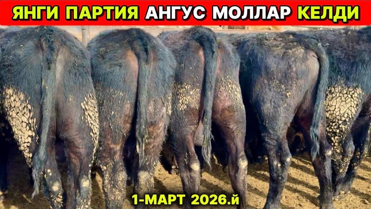 ХОРАЗМ ЯНГИ ПАРТИЯ АНГУС ЗОТДОР МОЛЛАР КЕЛДИ 1-марта 2026 г.