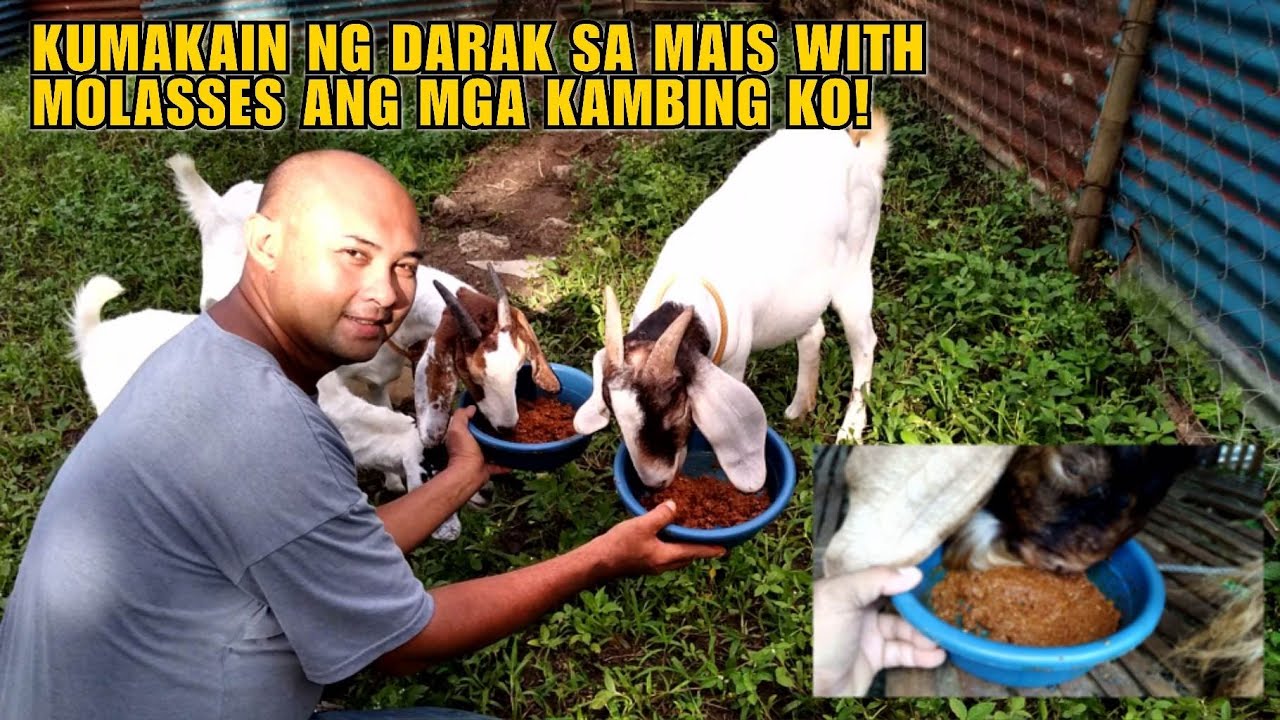 KUMAKAIN NG DARAK SA MAIS WITH MOLASSES ANG MGA KAMBING KO! YouTube