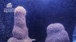 Famous Coral Spawning in the Lab! Net Worth