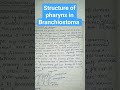 structure of pharynx in branchiostoma| #chordata #zoology #shortsfeed #shorts #trending