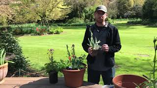 Planting Iris in Spring Containers Part 2